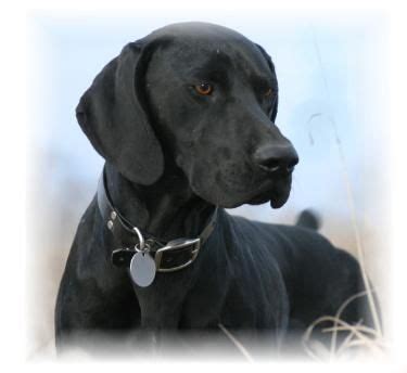 He is enthusiastic about just about everything, whether it be walks, opportunities to hunt, being with the german shorthaired pointer is an eager, responsive breed. Solid black german shorthair pointer | German shorthaired pointer | Pinterest | German ...