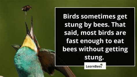 Do Birds Eat Bees Learnbees