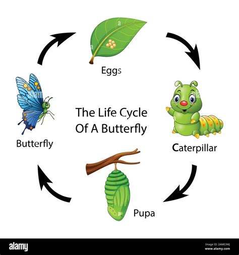 Life Cycle Of Butterfly Model