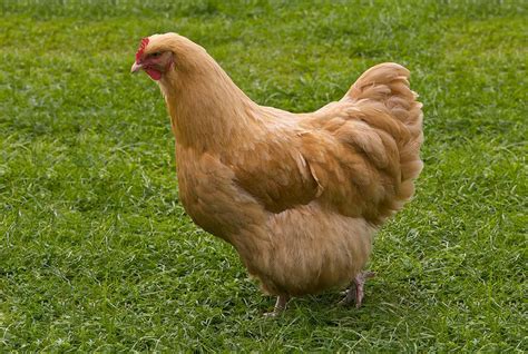 Top 5 Largest Chicken Breeds Also Laying Largest Eggs