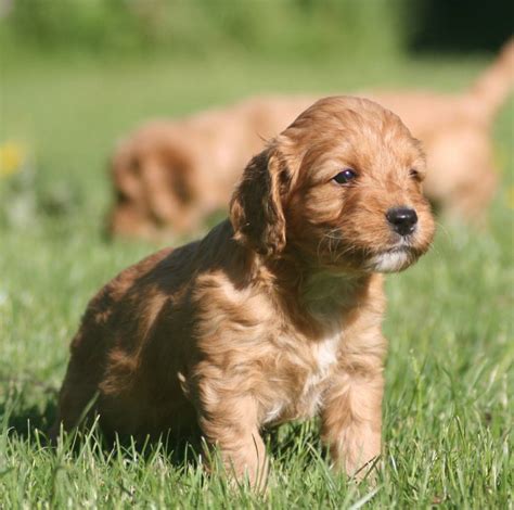 Crosses between the miniature poodle and american cocker spaniel have existed for over 30 years; Cockapoo | DogExpress