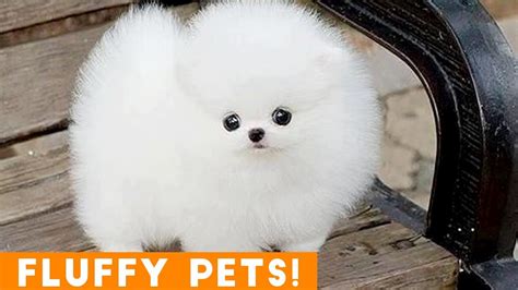 Cutest Fluffy Pets Ever 2018 Funny Pet Videos Dog