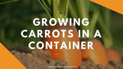 How To Grow Carrots In A Container And Top 3 Grow Bags Urban Farming