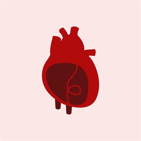 Órgano Del Corazón Aislado Ilustración Vectorial Descargar Vectores