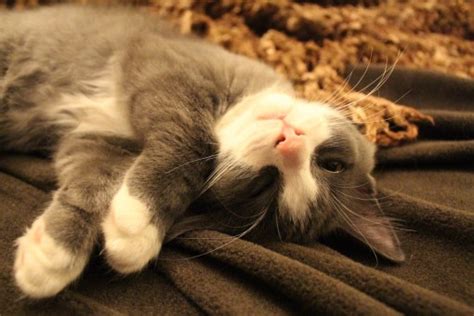 Free Images Rock Cute Kitten Relaxing Whiskers Sleep Vertebrate