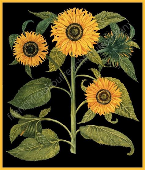 Antique Botanical Print Sunflowers Tournesol Illustration