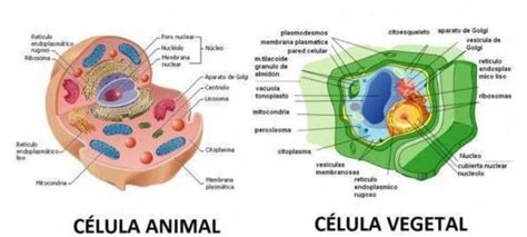 3 Diferencias Fundamentales Entre Organismos Unicelulares Y