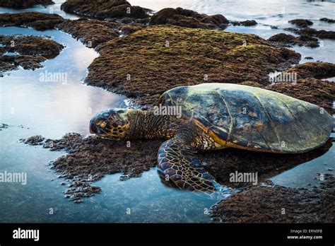 Green Sea Turtle Hawaii Kaloko Honokohau Strand Stockfotografie Alamy