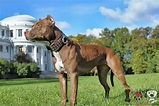 8 imágenes de perros pitbull que te encantarán | Razasdeperros.com
