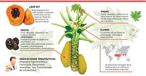 Prensa Minagricultura La Lechosa Toda Una Fuente Nutritiva Y Medicinal