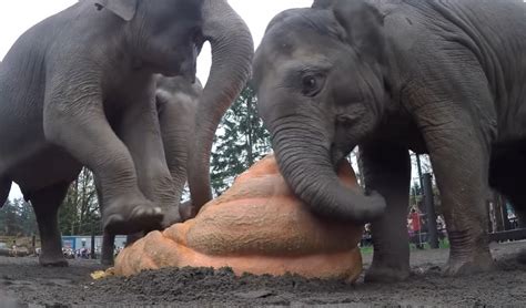 Elephants Squashing Pumpkins This Is So Satisfying To Watch