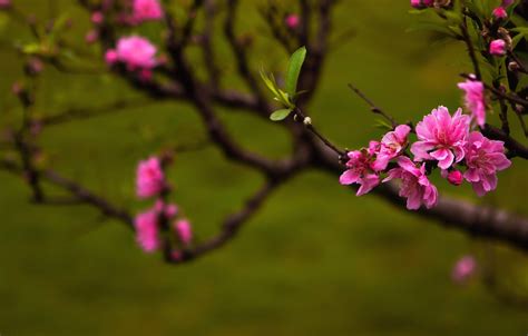Wallpaper Nature Spring Peach Blossoms Images For Desktop Section