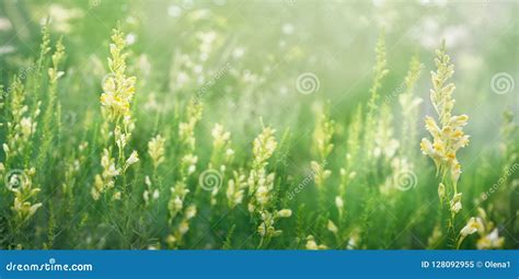 Sunny Flowery Meadow Stock Image Image Of Summer Wildflowers 128092955