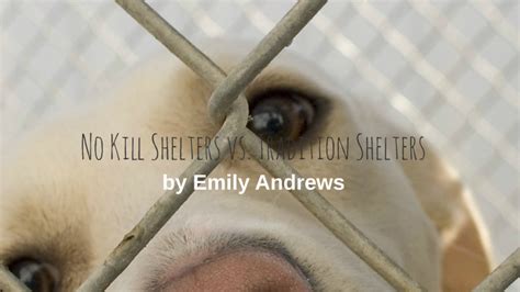 No Kill Vs Traditional Shelters By Emily Andrews On Prezi