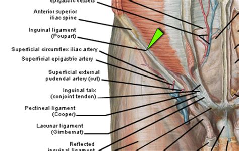Start studying inguinal canal anatomy. Abdominal Wall and Inguinal Canal at New York University ...