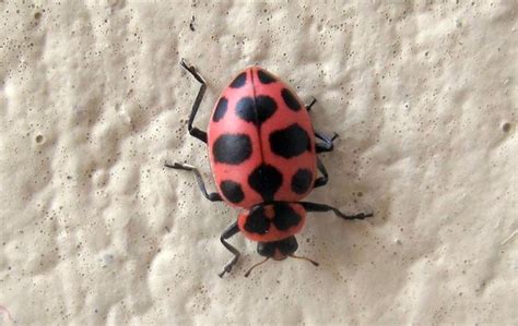 Pink Spotted Ladybug Flickr Photo Sharing