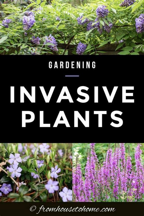 Invasive Plants 10 Beautiful But Invasive Perennials You Do Not Want