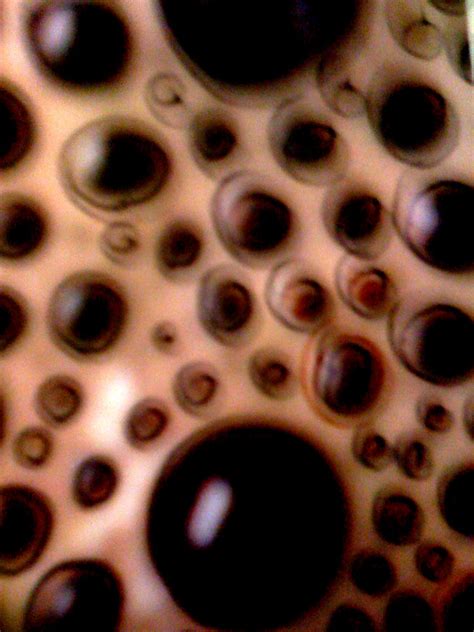 Trypophobia Fear Of Holes Clusters Bumps Leonardripper Flickr