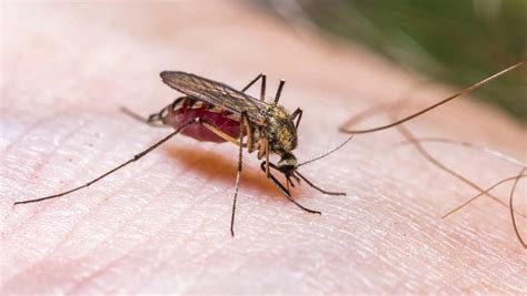 Florida Officials Issue Mosquito Borne Illness Advisory