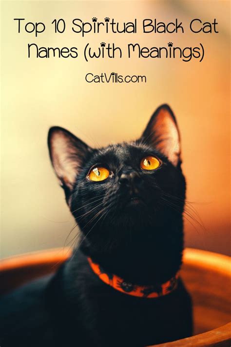 Write here your favorite hawaiian pet name! Top 10 Spiritual Black Cat Names (with Meanings | Girl cat ...