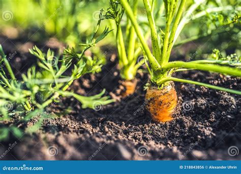 Close Up Carrots Growing In Soil Stock Photo Image Of Background