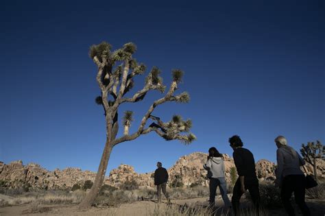 california debates listing western joshua tree as threatened wtop news trendradars latest