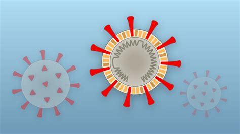 Lesson Of The Day ‘how Coronavirus Hijacks Your Cells The New York