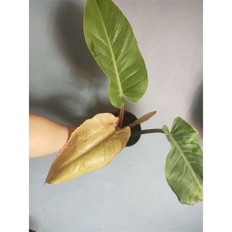 Philodendron Prince Albert Live Actual Shopee Philippines