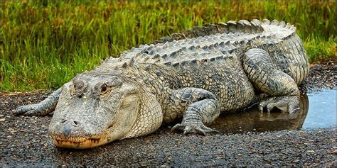 6 Plus Grands Alligators Du Monde Below Zero