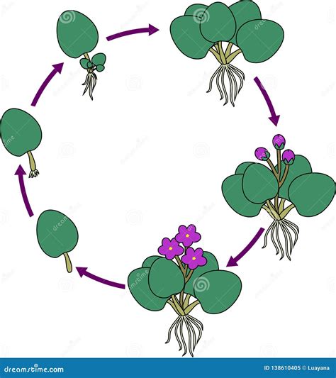 Stages Of Vegetative Reproduction Of African Violets Saintpaulia