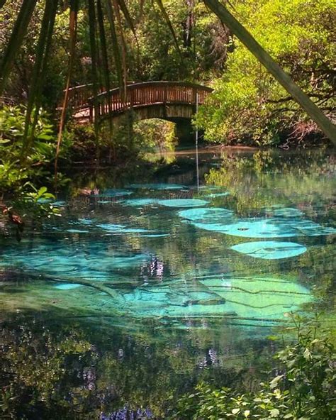 Fern Hammock Springs Is A Second Magnitude Spring Situated In A Side