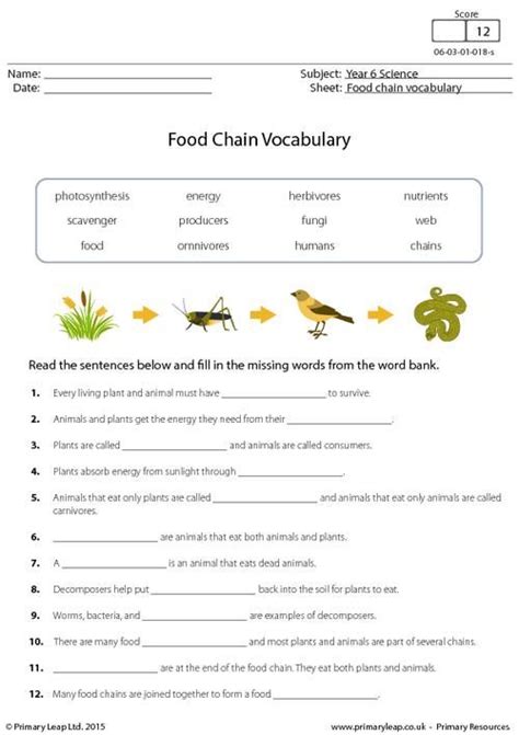 Food Chains And Food Webs Worksheets