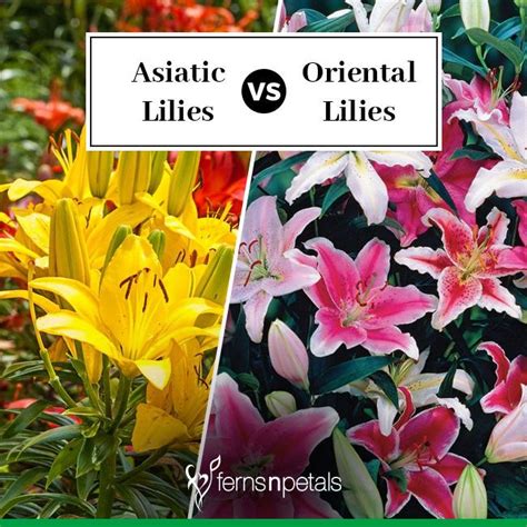 Article Difference Between Asiatic And Oriental Lilies Ferns N Petals