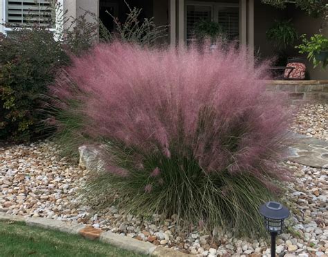 Ornamental Xeriscape And Turf Grasses Its Your Nature