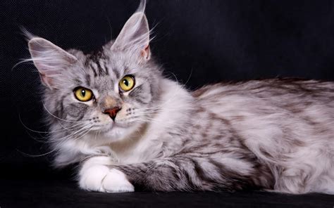 Other tales around the origin of the maine coon include domestic cats breeding with raccoons, which is unlikely but possible, over a prolonged period of time. Maine Coon Cat Personality, Characteristics and Pictures ...