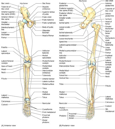 Lower Body Skeletal Anatomy Skeleton Anatomy Chart Sketetal System