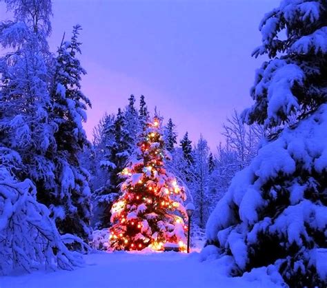 Lighted Christmas Tree Wallpaper