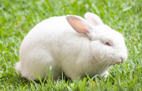 White Rabbit On Green Grass During Daytime Photo Free Image On Unsplash