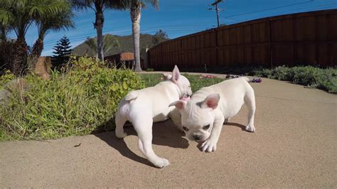 Our san diego, california puppy families recognize that there is a better way to choose and purchase a puppy. Adorable AKC French Bulldog Puppies For Sale in San Diego!!! - YouTube