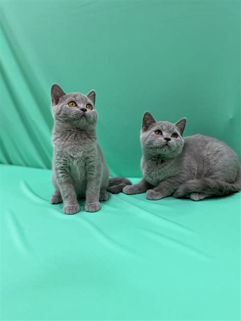 British Shorthair Male And Female Kittens — Furs And Feathers Pets
