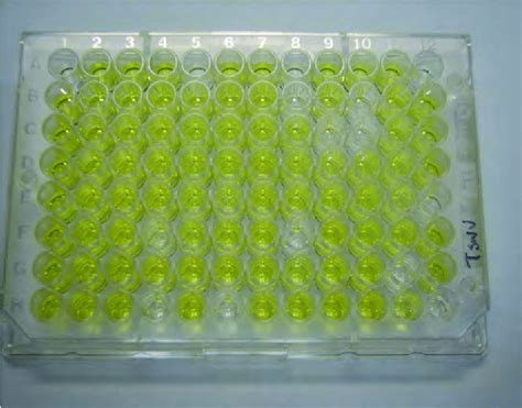 An Elisa Plate After The Color Change The Yellow Color Is Indicative