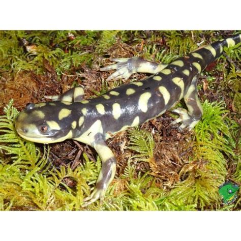 Barred Tiger Salamander Medium To Large Strictly Reptiles Inc