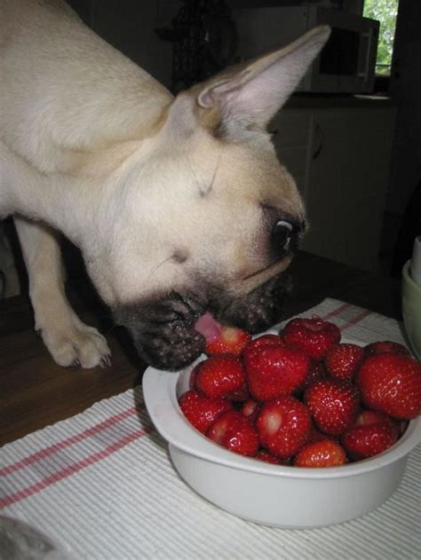 22 Animals Eating Berries Look Like Horror Movie Monsters Theinfotimes