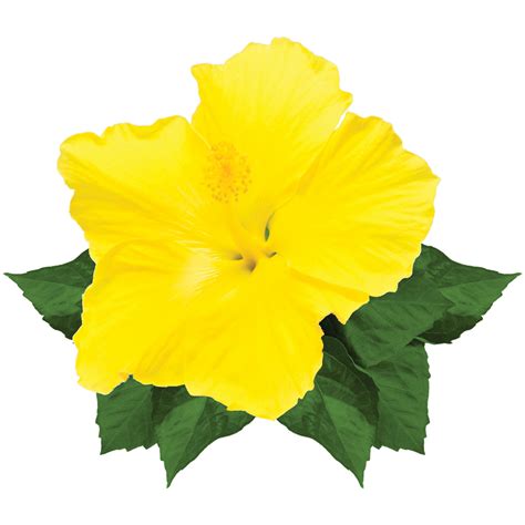 Yellow Hibiscus Flower Png Images Transparent Hd Photo Clipart