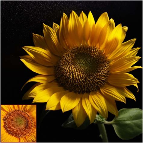 Buy Sunflower Happy Face Orange Seeds Online Happy Valley Seeds