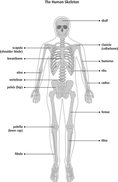 Some, like the rib cage, provide protection for softer body parts, while other bones enable mobility by supporting the muscles. The bones - Canadian Cancer Society