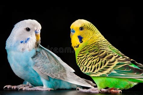 Budgie Guys Stock Photos Free And Royalty Free Stock Photos From Dreamstime