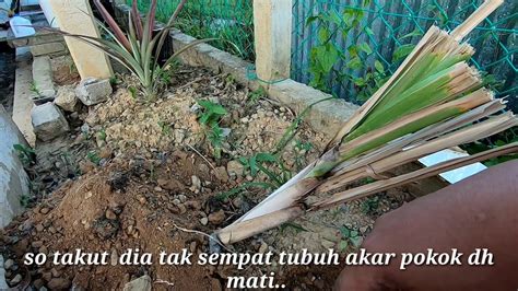 Selepas impot ke malaysia kita jaga pokok2 dengan baik sebelum memasarkan di website.2. CARA TANAM POKOK TEBU MUSIM KEMARAU - YouTube