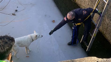 Firefighters rescue trapped dog in Muskegon Heights | wzzm13.com