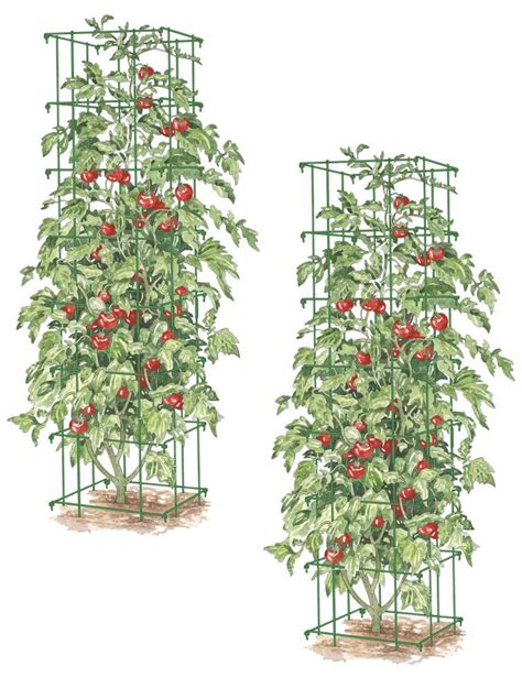 Tomato Towers Tall Tomato Cages Orders 125 Ship Free Gardeners